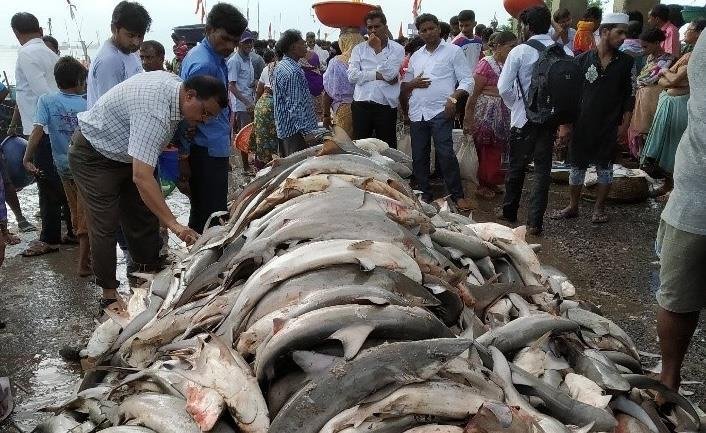 Power of the kraken demo - Discover the Unleashed Power of the Kraken in India and Beyond